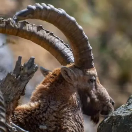 Im Spiss アパート マクニャーガ