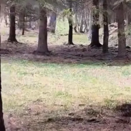 Im Spiss マクニャーガ