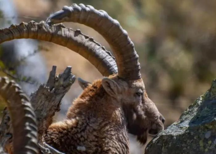 Im Spiss Apartament Macugnaga